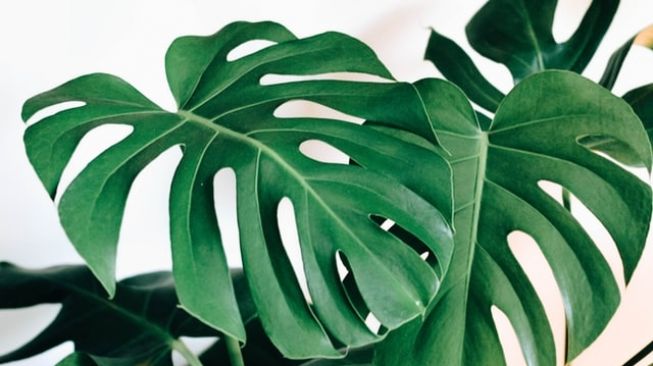 Monstera Deliciosa (Unsplash/Kara)