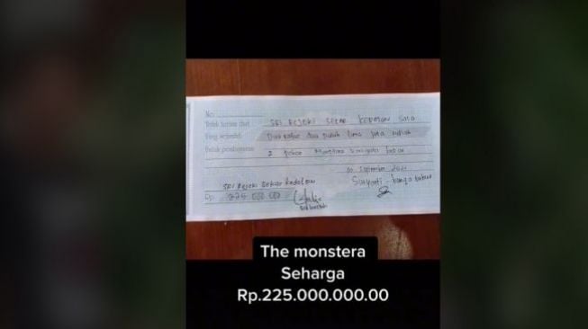 Nggak usah kaget, monstera terkenal unik, investasi bernilai ratusan juta (TikTok)