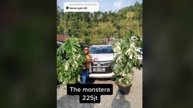 Nggak usah kaget, monstera terkenal unik, investasi bernilai ratusan juta (TikTok)