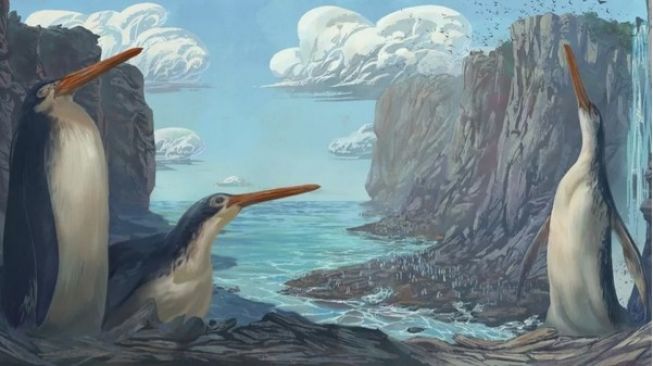 Penguin raksasa, Kairuku waewaeroa [Image credit: Simone Giovanardi, Livescience]