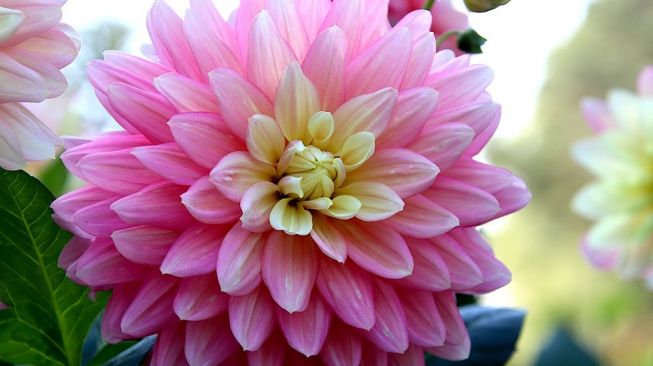 Ilustrasi bunga dahlia - (Pixabay/GAIMARD)