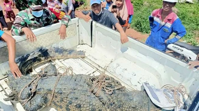 Buaya Besar Berkeliaran di Sungai Gelam Jambi, Satu Berhasil Ditangkap