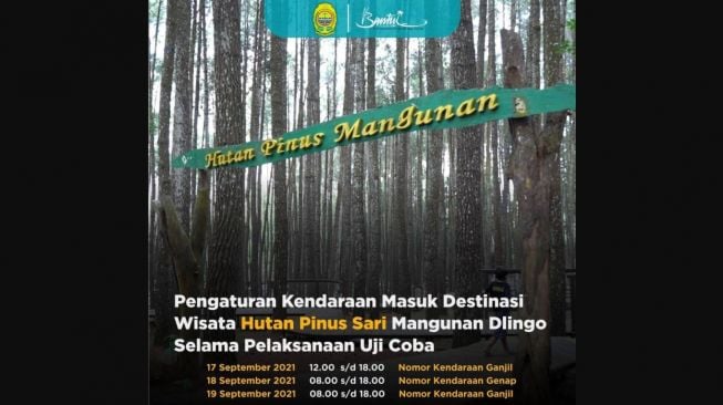 Aturan Ganjil Genap Berlaku di Hutan Pinus Mangunan, Berpotensi Kurangi Jumlah Wisatawan