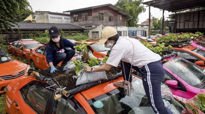 Petugas bengkel persewaan taksi menanam sayuran di atap salah satu kendaraan perusahaan yang tidak berfungsi karena penurunan bisnis akibat COVID-19 di Bangkok, Thailand, pada (15/9/2021). [Jack TAYLOR / AFP]