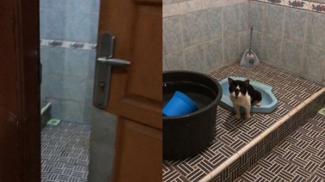 Viral Video Kucing BAB di Kamar Mandi Bikin Heran, Warganet: Kok Pada Pinter Sih