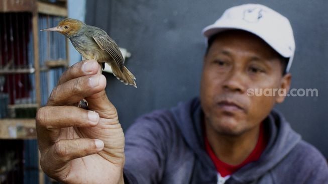 Pedagang menunjukkan burung dagangannya di pasar Curug, Tangerang, Banten, Sabtu (18/9/2021). [Suara.com/Hilal Rauda Fiqry]