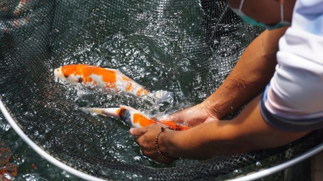 Warga Bandung Ini Bisa Cuan hingga Rp 50 Juta Sehari dari Ikan Koi