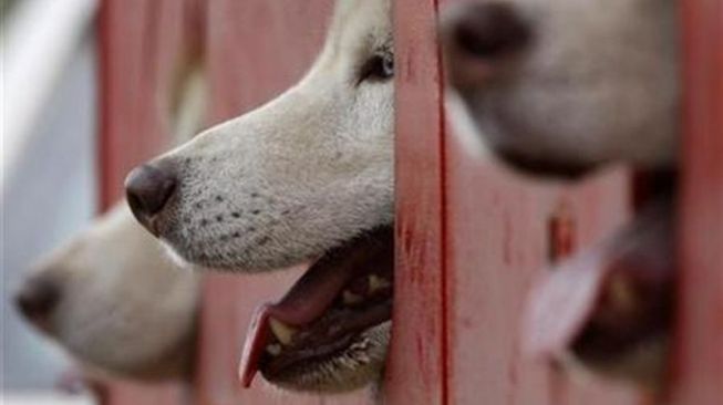 Los Angeles Amerika Serikat Waspadai Wabah Flu Anjing dan Leptospirosis