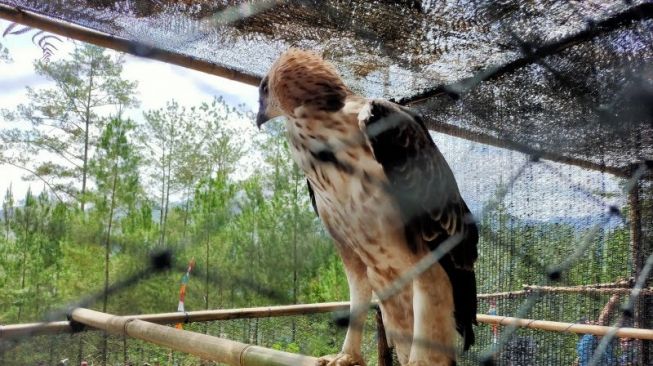 Burung Betet Berharga Puluhan Juta Kabur, Diduga Ikut Rombongan Migrasi Elang