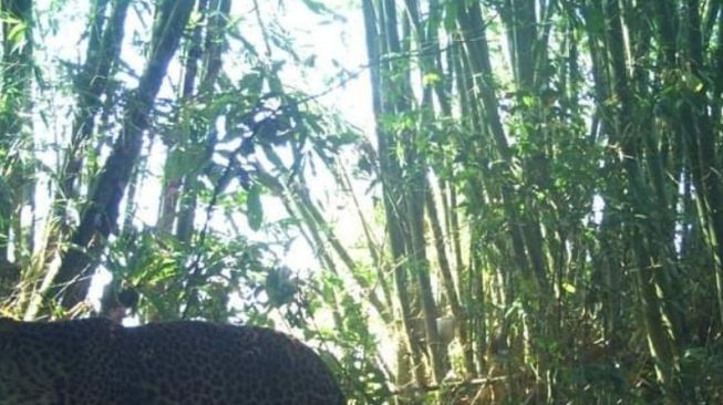 Penampakan macan tutul diduga penjaga hutan Sangga Buana Karawang (Instagram)