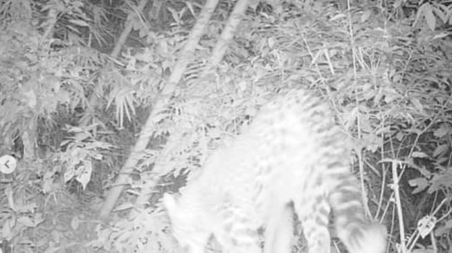 Penampakan macan tutul diduga penjaga hutan Sangga Buana Karawang (Instagram)