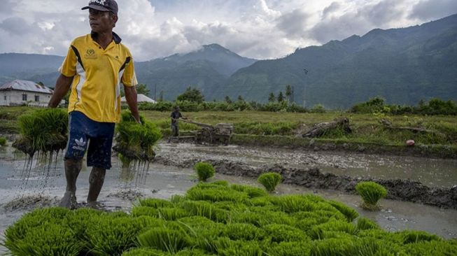 Pengembangan Infrastruktur Bikin Lahan Pertanian di Kota Palu Menyusut