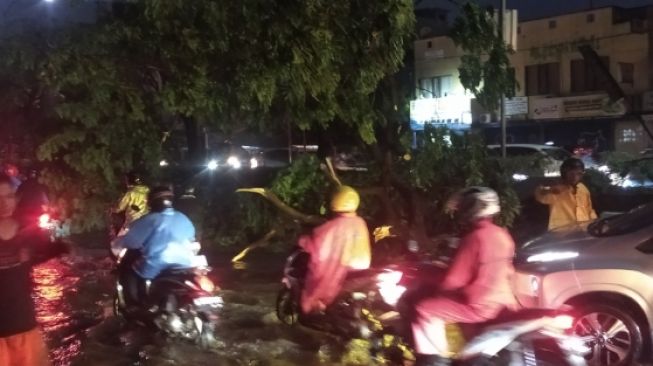 Hujan Disertai Angin Kencang: Pohon Tumbang di Jalan Margonda Depok