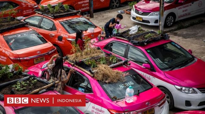 Pandemi di Thailand: Bertani di Atap Taksi-taksi Demi Atasi Kelaparan Sopir