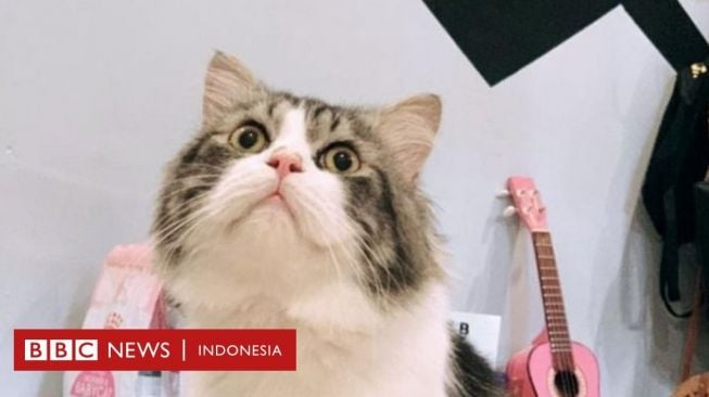 Kemenangan Kucing Tayo di Pengadilan Bisa Kurangi Kasus Penyiksaan 