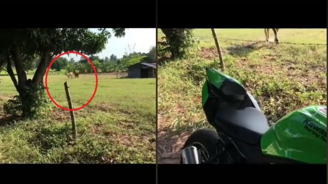 Modal Kawasaki ZX-25R, sapi dari kandang bisa dipanggil (TikTok)