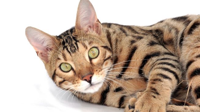 Alasan Kucing Suka Berguling usai Kawin, Ternyata Efek Perubahan 