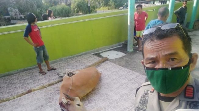 Viral Sapi Kabur Saat Idul Adha di Bintan Akhirnya Ketemu dan Disembelih