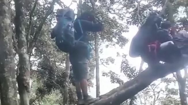 Viral Pendaki Gunung Cikuray Bertemu Bagas si Bagong Ganas, Netizen: Untung Gak Diseruduk