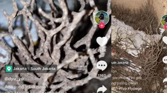 Viral Penampakan Sarang Rayap Estetik, Disebut Mirip Miniatur Hutan