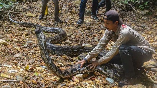 Ditangkap di Kebun Sawit, Ular Piton 9 Meter Dilepasliarkan BBKSDA Riau