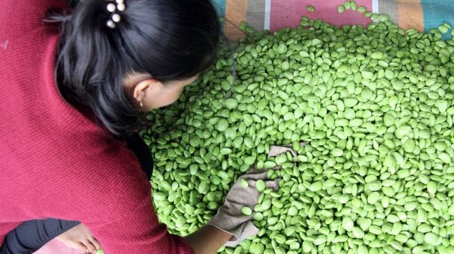 Seorang pekerja mengeringkan petai (Parkia speciosa) yang akan diekspor ke Malaysia lewat Pelabuhan Rakyat Sungai Dumai, Riau, Rabu (22/9/2021).  ANTARA FOTO/Aswaddy Hamid