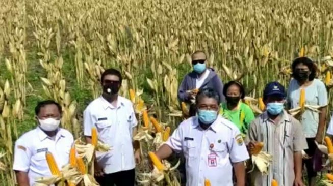 Kementan Pastikan Saat Ini Terdapat 2,3 Juta Ton Stok Jagung di Lapangan