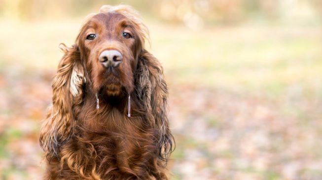 Sangat Mematikan, Ini 5 Tanda Klinik Anjing Penular Rabies