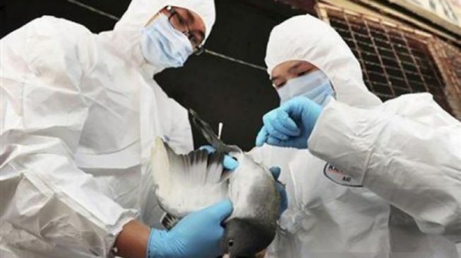 Kasus Langka, China Temukan Virus Flu Burung H5N6 Infeksi Manusia