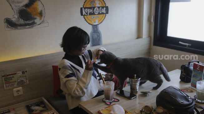 Pengunjung bermain bersama kucing saat menikmati hidangan di Kopi Cat Cafe, Kemang, Jakarta, Kamis (23/9/2021). [Suara.com/Angga Budhiyanto]