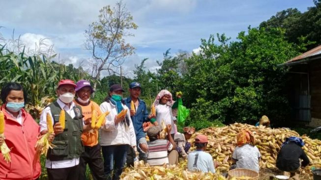 Panen Jagung, Grobogan Mampu Pasok 30 Ribu Ton untuk Kebutuhan Pakan Ternak
