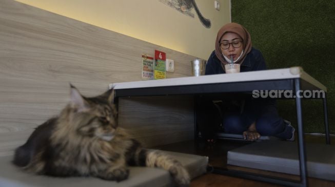 Pengunjung menikmati minuman di Kopi Cat Cafe, Kemang, Jakarta, Kamis (23/9/2021). [Suara.com/Angga Budhiyanto]