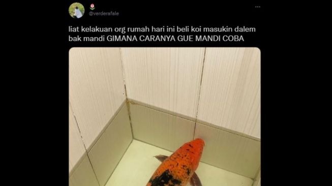 Viral Cerita Warganet Syok Lihat Ikan Koi di Bak Mandi, Gedenya Bukan Main!