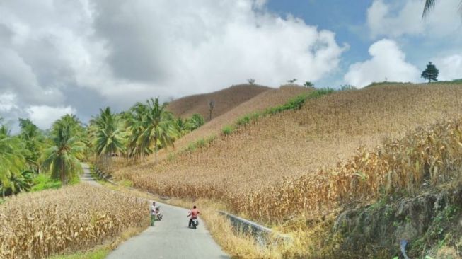 Polisi Tanam Jagung! Lahan Tidur 10 Hektar di Batu Disulap Jadi Ladang Produktif