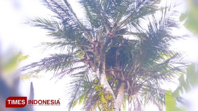 Viral Pohon Kelapa Bercabang Delapan di Pacitan, Sempat Ditawar Rp 15 Juta