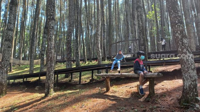 Destinasi Hutan Pinus Sari Mangunan Berlakukan Ganjil Genap, Puluhan Wisatawan Kecele