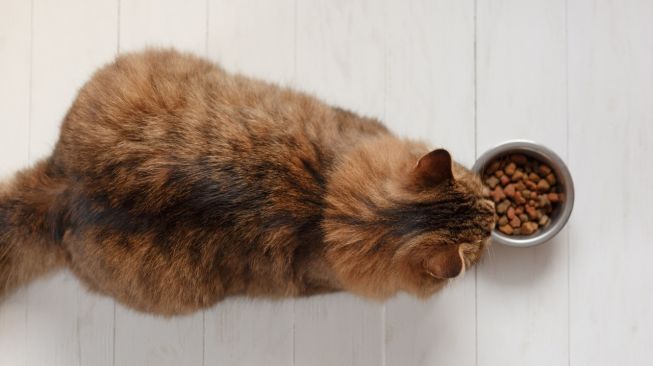 Viral Pemulung Cilik Baik Hati Beri Makan Kucing, Warganet: Ya Allah, Malam-Malam Menangis