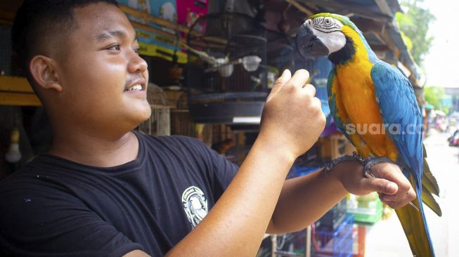 Pedagang menunjukan burung dagangannya di pasar Barito, Jakarta, Jumat (24/9/2021). [Suara.com/Hilal Rauda Fiqry]