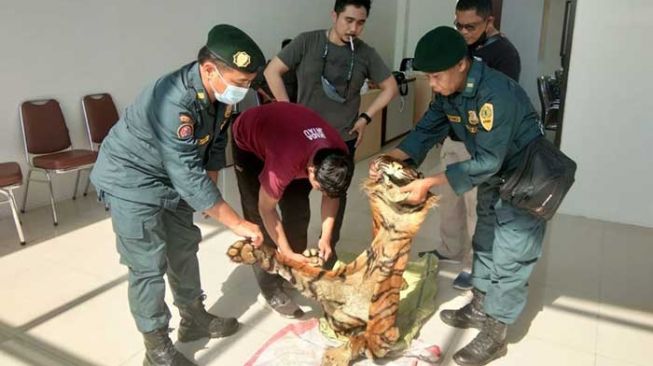 Transaksi Kulit Harimau asal Sumbar, 4 Orang Ditangkap di Kampar