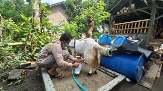 Terdampak Pandemi, Peternak di Sanden Alihkan Kambing Kontes Jadi Kambing Perah