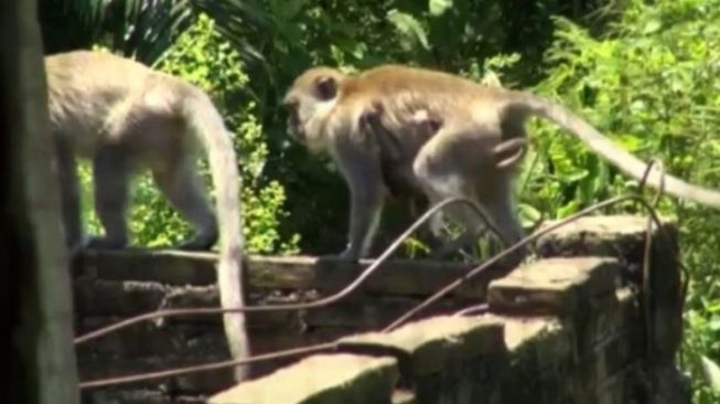 Kawanan Monyet Serang Rumah Warga di Tebing Tinggi Sumut