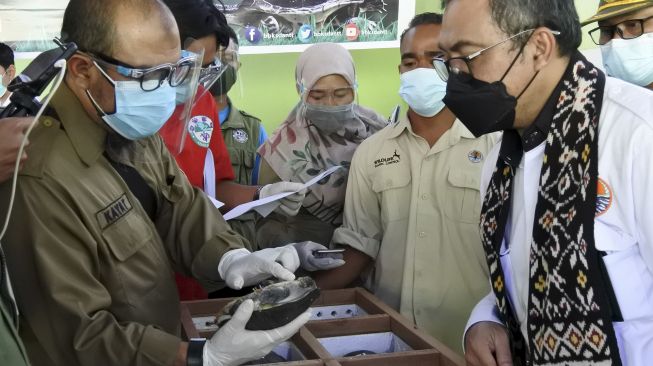 Kepala Balai Besar Konservasi Sumber Daya Alam (BBKSDA) NTT Arief Mahmud (kanan) berbincang-bincang dengan seorang dokter hewan ketika melihat seekor kura-kura leher ular (Chelonida mccordi) atau yang dikenal dengan sebutan Kura-Kura Rote saat tiba di lokasi Karantina milik BBKSDA NTT di Kota Kupang, NTT, Kamis (23/9/2021). [ANTARA FOTO/Kornelis Kaha]