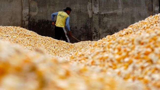 Harga Jagung Naik ke Rp 10 Ribu, Ini penyebabnya