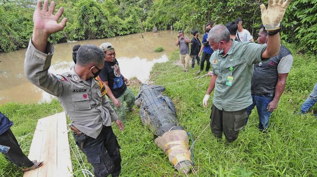 Petugas Balai Konservasi Sumber Daya Alam (BKSDA) Jambi, bersama aparat kepolisian, TNI dan warga mengevakuasi seekor buaya muara (Crocodylus porosus) dari Penangkaran Buaya Kebon Sembilan, Muarojambi, Jambi, Sabtu (25/9/2021). [ANTARA FOTO/Wahdi Septiawan]