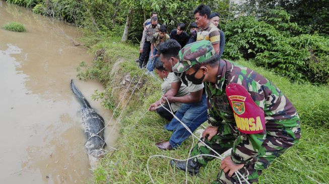 Petugas Balai Konservasi Sumber Daya Alam (BKSDA) Jambi, bersama aparat kepolisian, TNI dan warga mengevakuasi seekor buaya muara (Crocodylus porosus) dari Penangkaran Buaya Kebon Sembilan, Muarojambi, Jambi, Sabtu (25/9/2021). [ANTARA FOTO/Wahdi Septiawan]