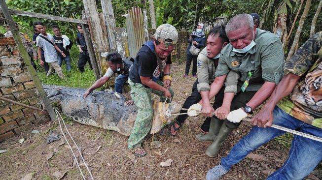 Petugas Balai Konservasi Sumber Daya Alam (BKSDA) Jambi, bersama aparat kepolisian, TNI dan warga mengevakuasi seekor buaya muara (Crocodylus porosus) dari Penangkaran Buaya Kebon Sembilan, Muarojambi, Jambi, Sabtu (25/9/2021). [ANTARA FOTO/Wahdi Septiawan]