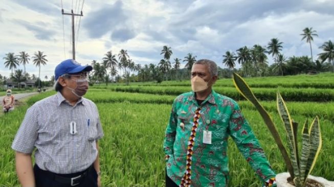 Padi Biofortifikasi Mengandung Zinc Terobosan Penanggulangan Kekerdilan di Indonesia