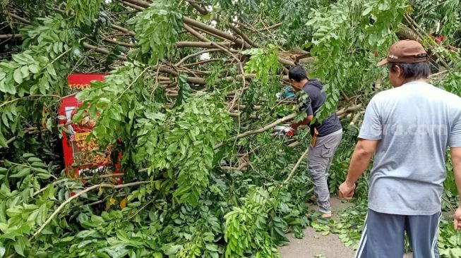 Pohon tumbang di Jalan Raya Kalimulya, Kecamatan Cilodong, Kota Depok, Jawa Barat, Minggu (26/9/2021) sekitar pukul 15.00 WIB menimpa mobil pajero dan pengendara motor. (Suara.com/Dwi Bowo Raharjo)