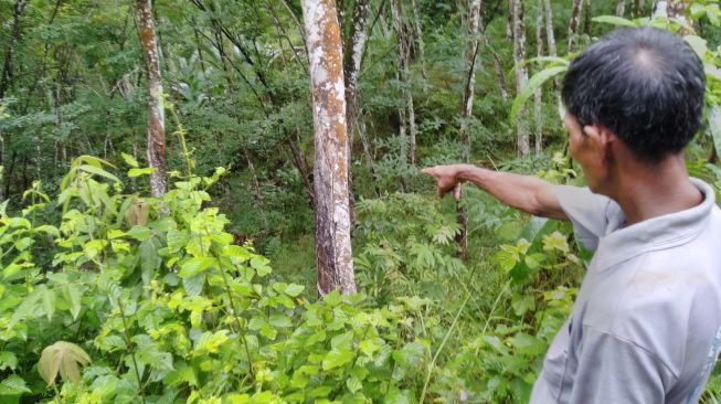 Dor! Dor! Suara Tembakan Terdengar Saat Satimin Melihat Wayang, PKI Dieksekusi di Cilacap