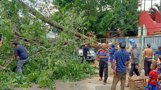 Pohon Tumbang di Depan SDN Kalimulya 1 Depok, Timpa Pengendara Mobil dan Motor